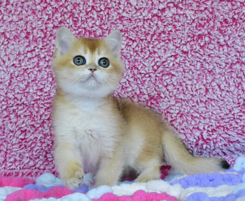 Oskar British Shorthair male, black golden chinchilla