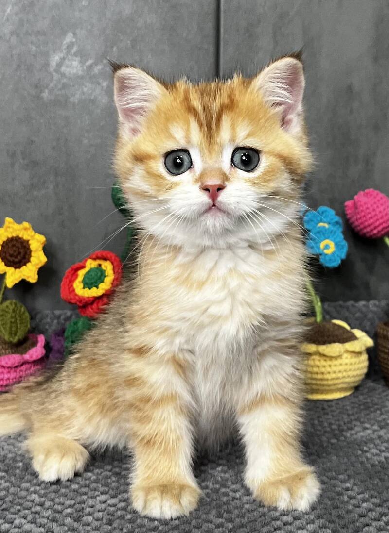 Joker Scottish Straight male black golden spotted tabby live animals