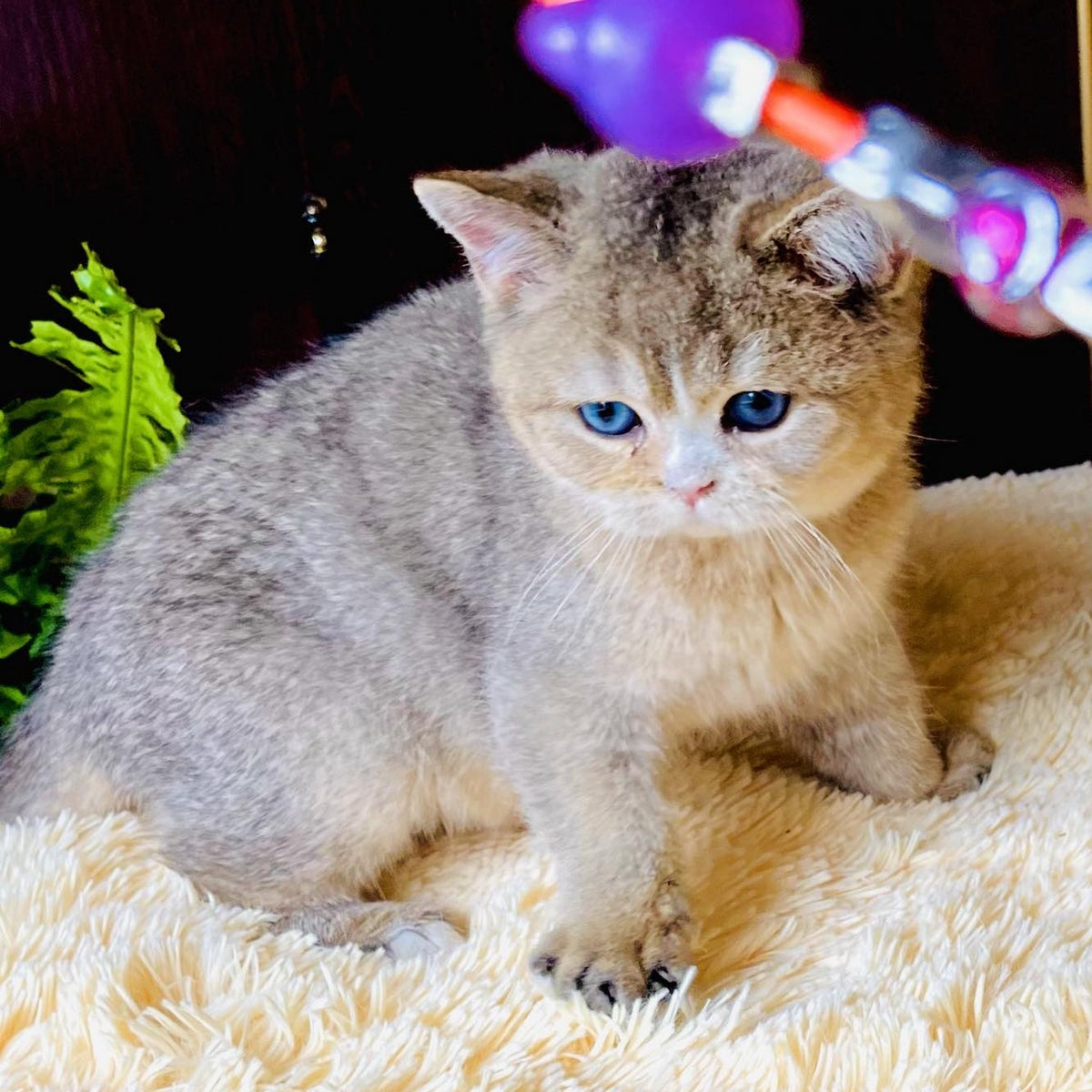 Pompon British Shorthair male, black golden ticked tabby with white