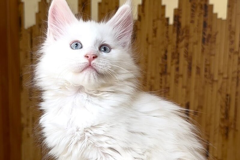 Ursula Maine Coon female, white