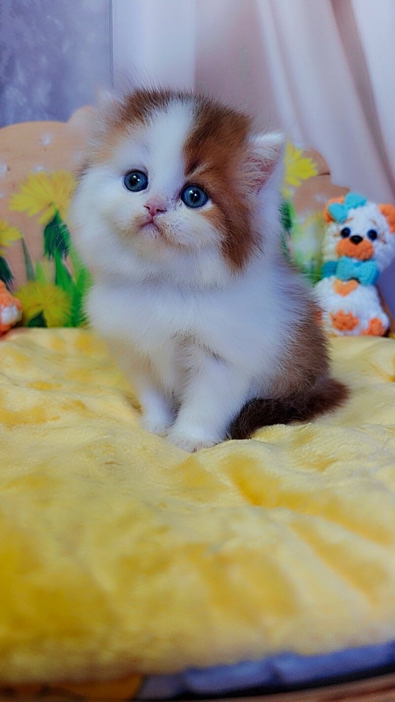 Neo British Longhair male, chocolate golden bicolour