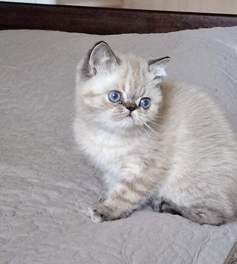 Jery Exotic female black tabby pointed - live animals