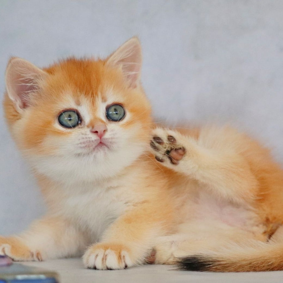 Zemfira British Shorthair female, black golden chinchilla