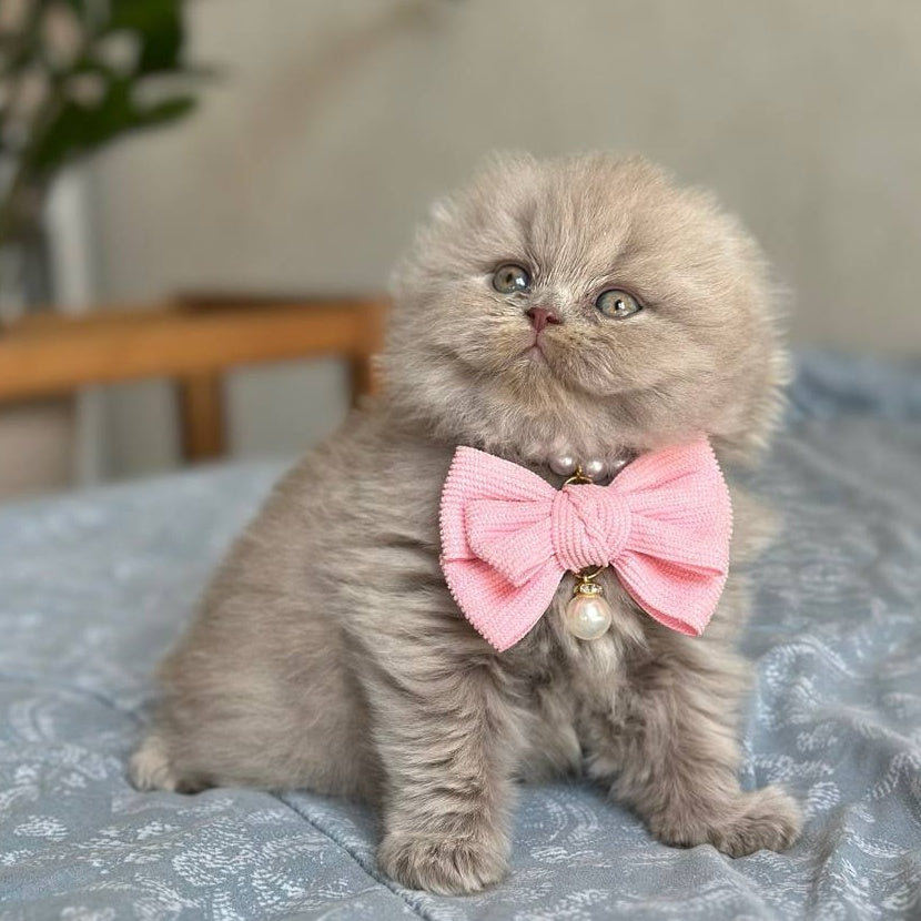 Lava Scottish Fold female, lilac
