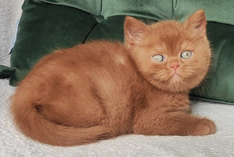 Uliy British Shorthair male, cinnamon
