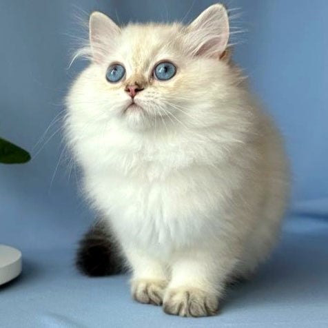 Galaxy Scottish Fold male, black silver tabby pointed