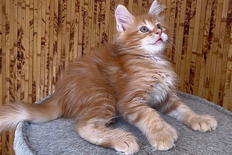 Sunny Maine Coon male, red tabby