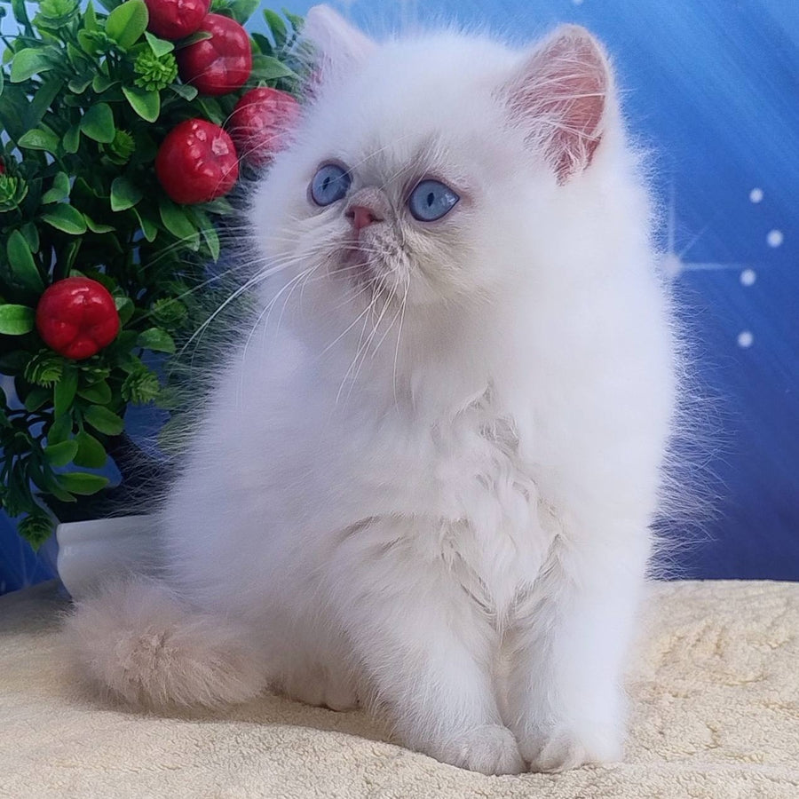Saffi Persian female, cream pointed