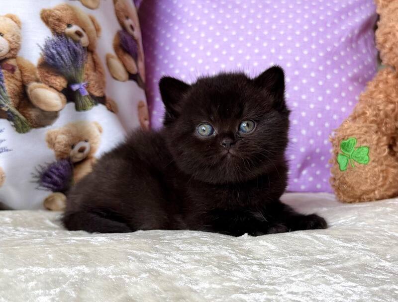 Esmanur British Shorthair female black live animals