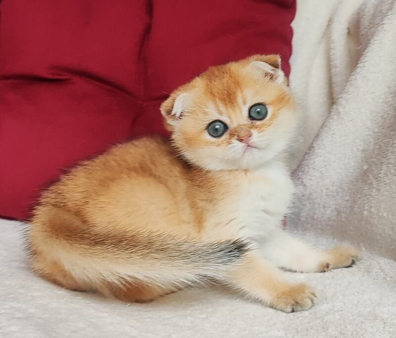 Viva Scottish Fold female, black golden shaded
