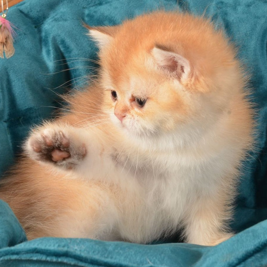 Paulina British Shorthair female, chocolate golden shaded