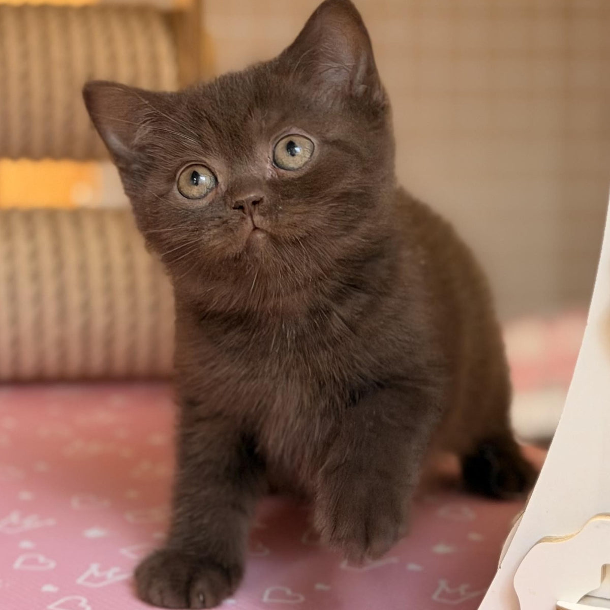 Stanley British Shorthair male, chocolate