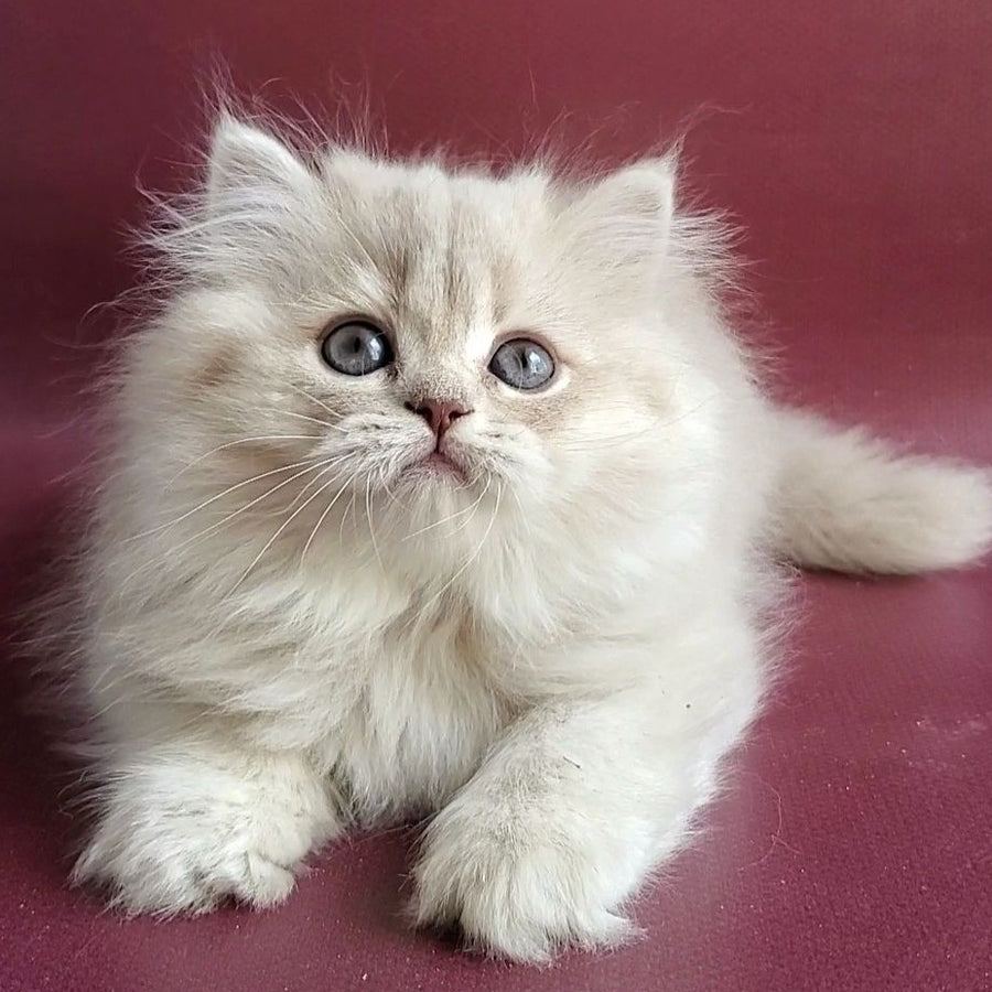 Zabava British Longhair female, blue golden shaded
