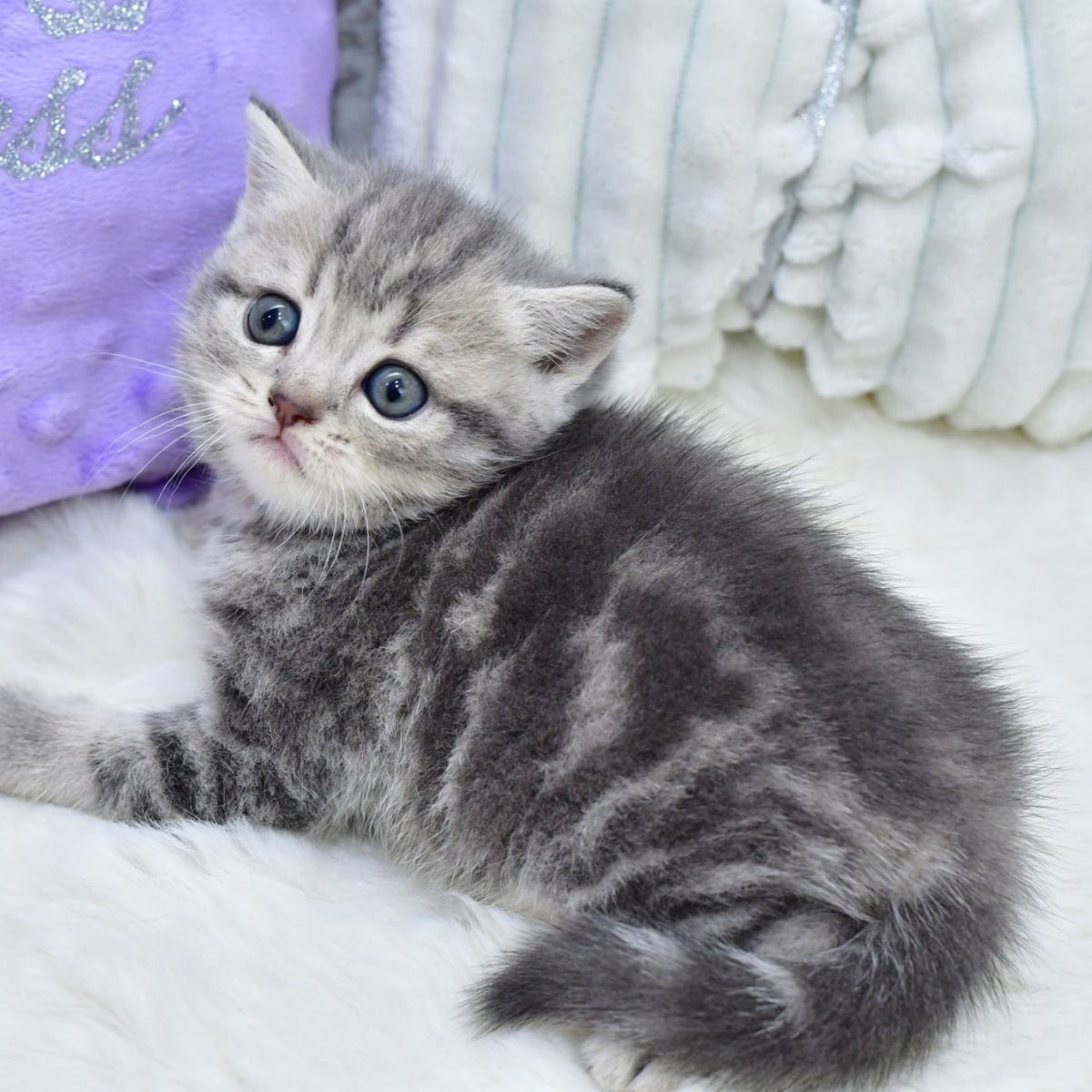 Luna Scottish Straight female, blue tabby