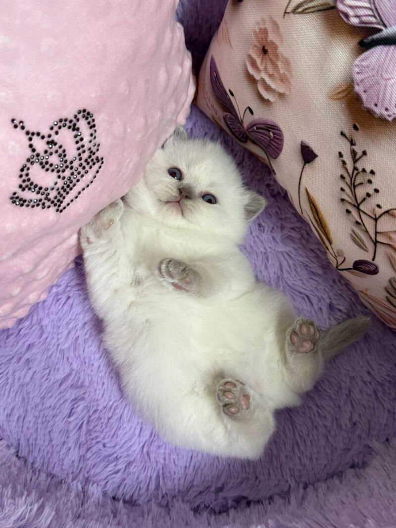 Beauty British Shorthair female fawn pointed - live animals