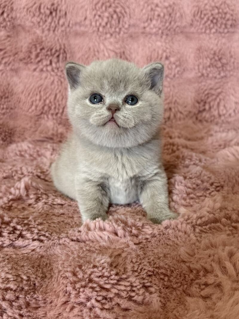 Boston British Shorthair male lilac - live animals