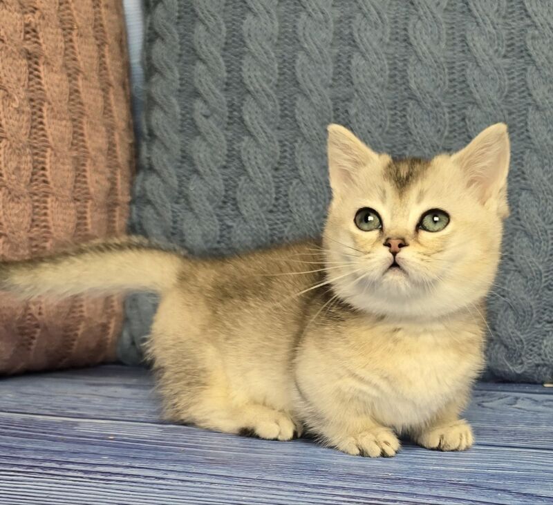 Rambo Munchkin male blue silver shaded - live animals