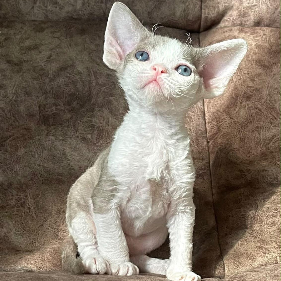 Vania Devon Rex male, fawn bicolour