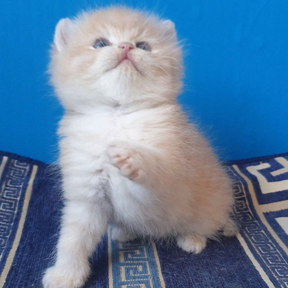 Tom British Shorthair male, lilac golden chinchilla