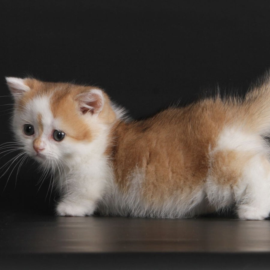 Velcro Munchkin male, black golden shaded bicolour