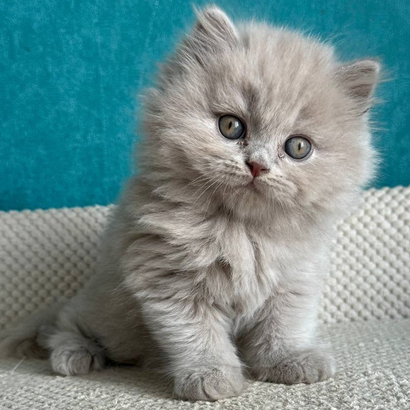 Bear British Longhair male, lilac