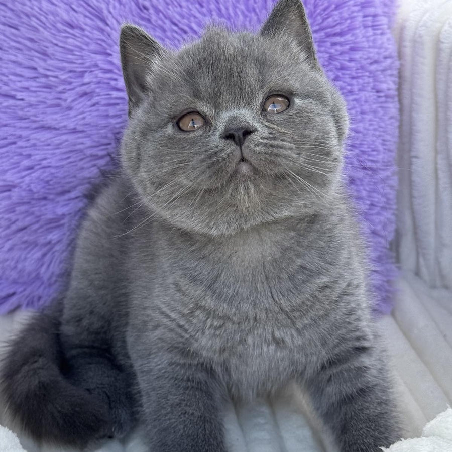 Vanessa Scottish Straight female, blue