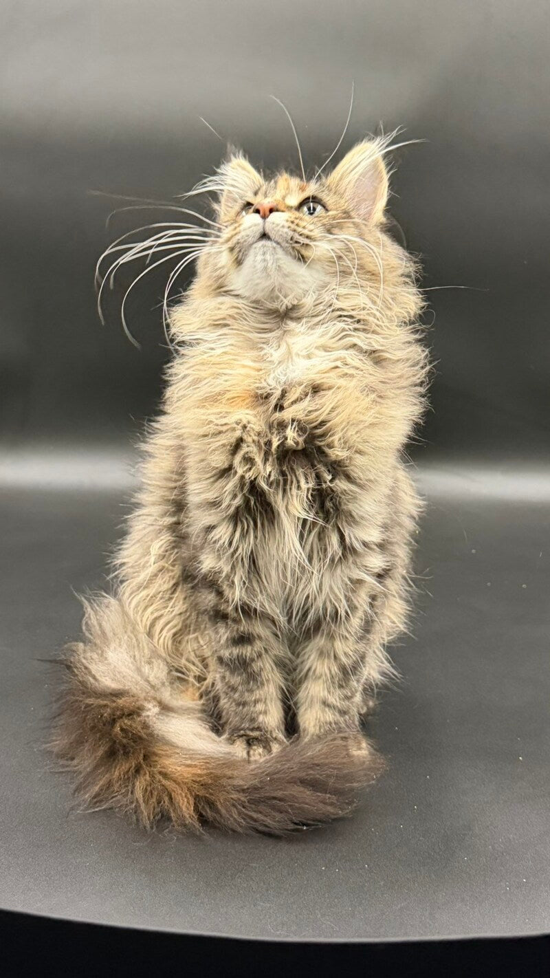Werra Maine Coon female black tortie spotted tabby - live animals