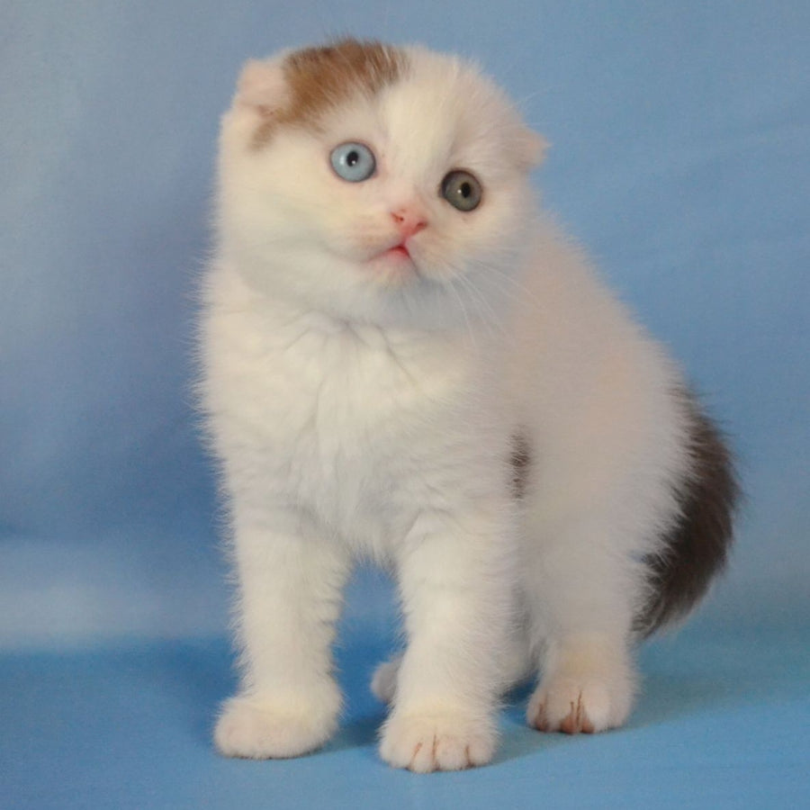 Ronny Scottish Fold male, chocolate tabby van
