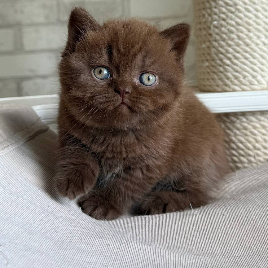 Bruno British Shorthair male, chocolate