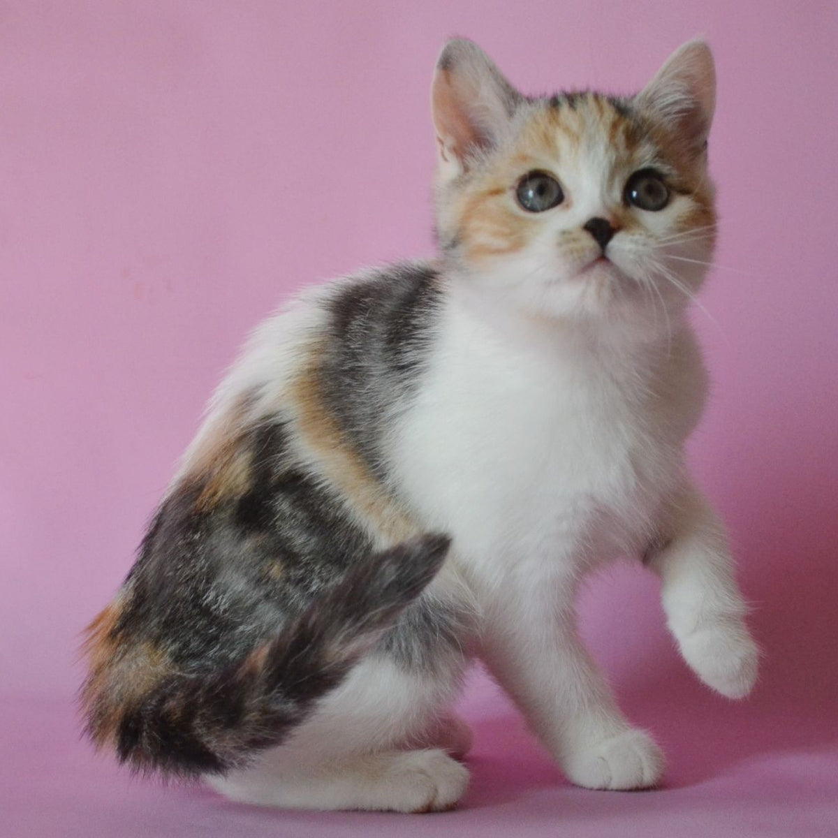 Sandi Scottish Straight female, black tortie silver tabby bicolour