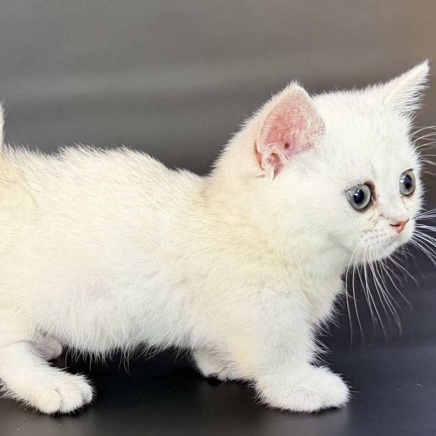 Rusty Munchkin male, black silver shaded