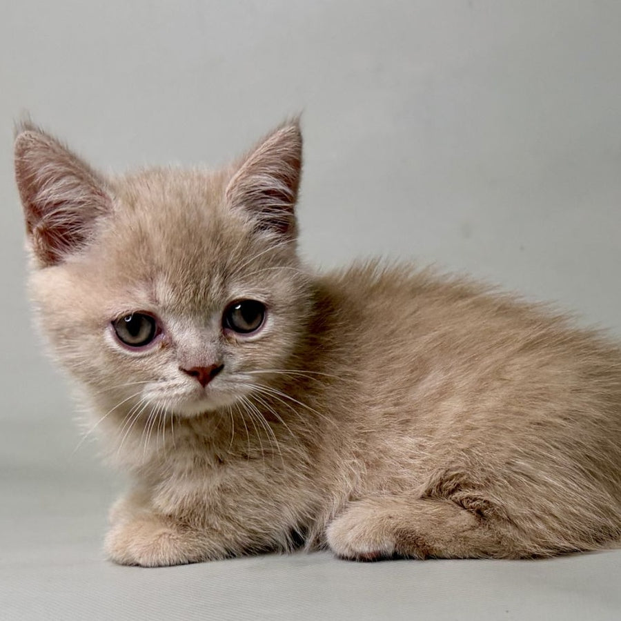 Odie Munchkin male, lilac