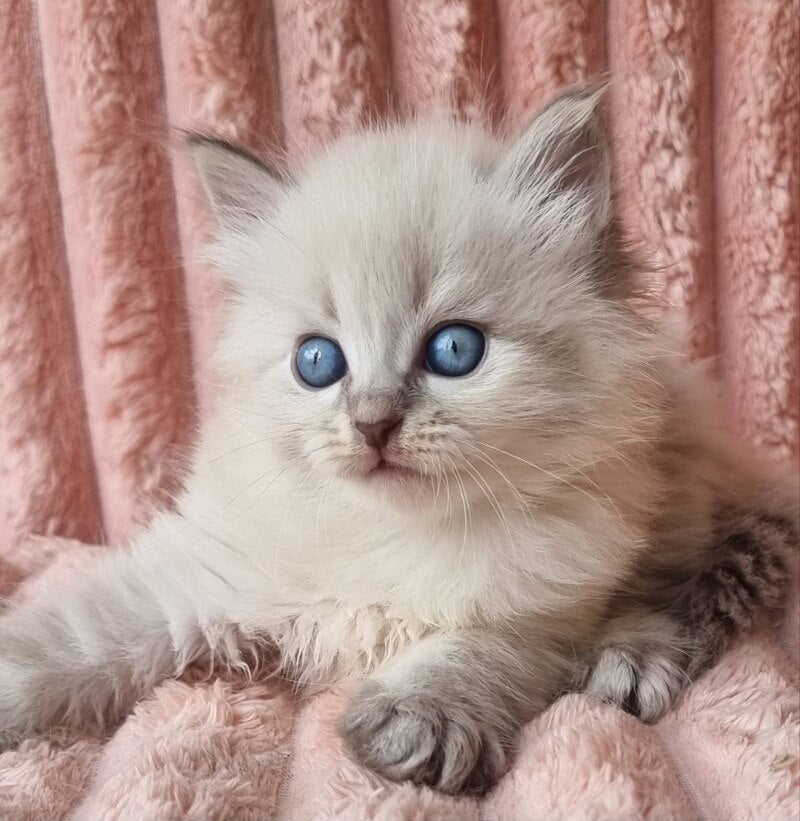 Zahar Siberian male blue tabby pointed - live animals