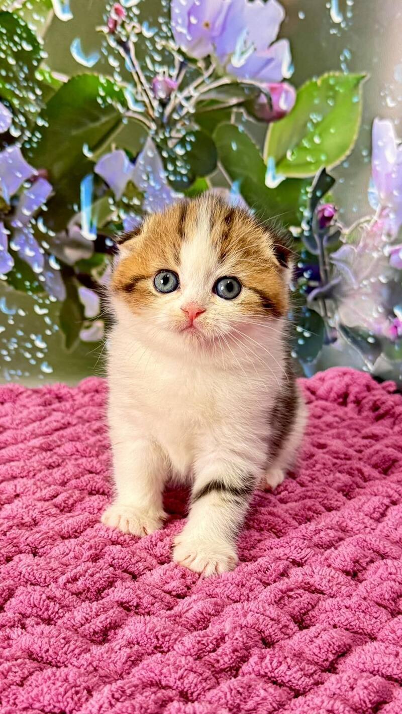 Fiona Scottish Fold female black tabby bicolour - live animals