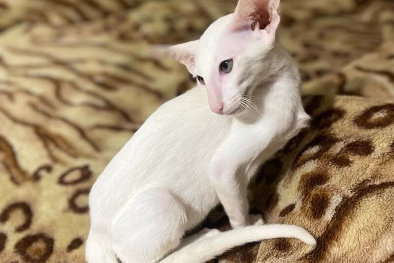 Veles Oriental Shorthair male, white