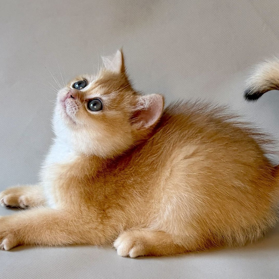 Zazu British Shorthair male, black golden chinchilla