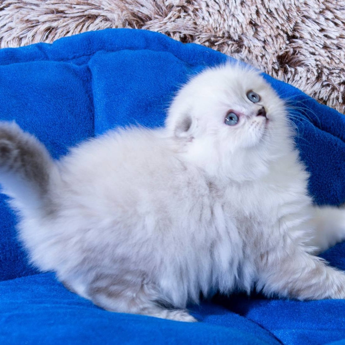 Dominik Scottish Fold male, black tabby pointed