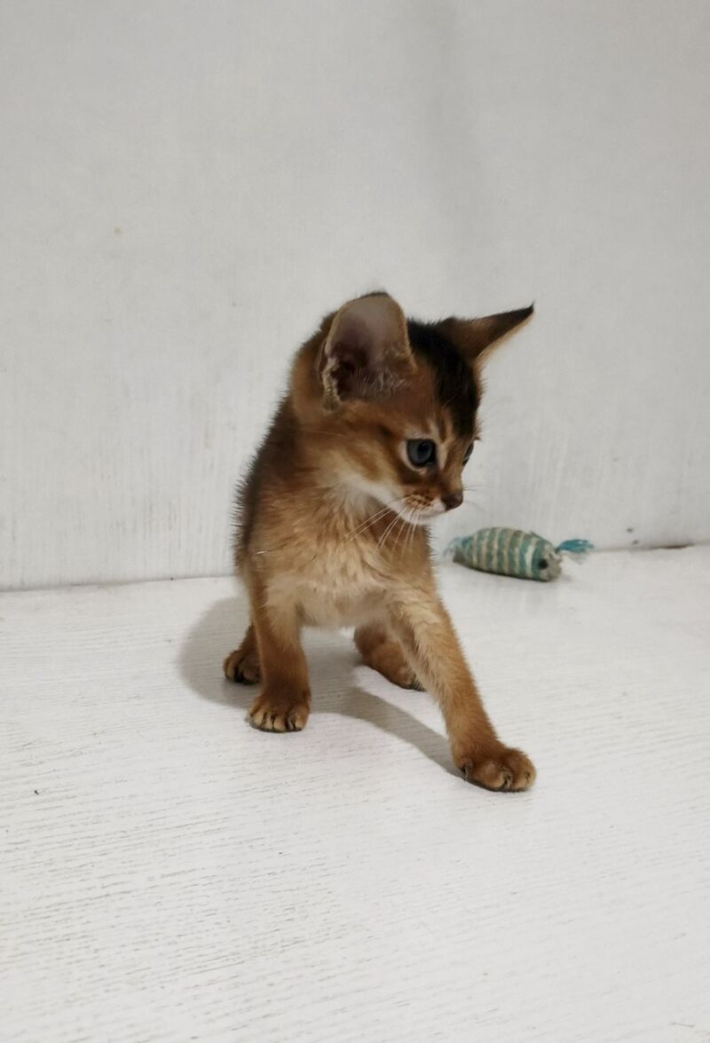 Gemma Abyssinian female ruddy - live animals
