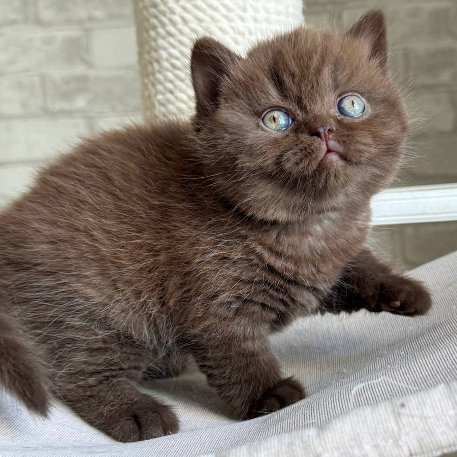 Bruno British Shorthair male, chocolate