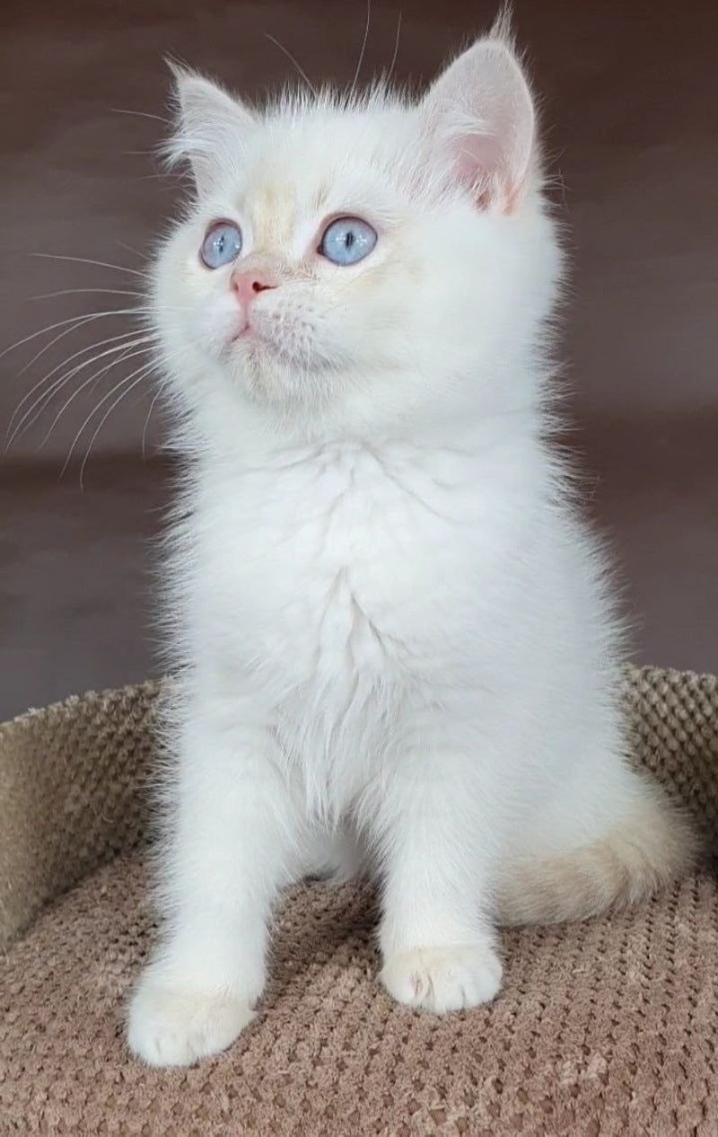Xander British Shorthair male lilac golden chinchilla pointed - live animals