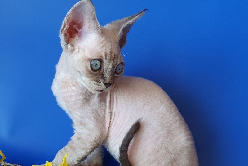 Marik Devon Rex male, black tabby pointed