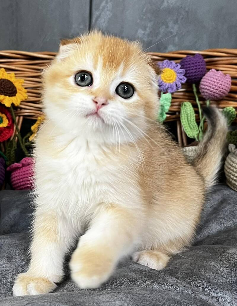 Kerry Scottish Fold female black golden chinchilla - live animals