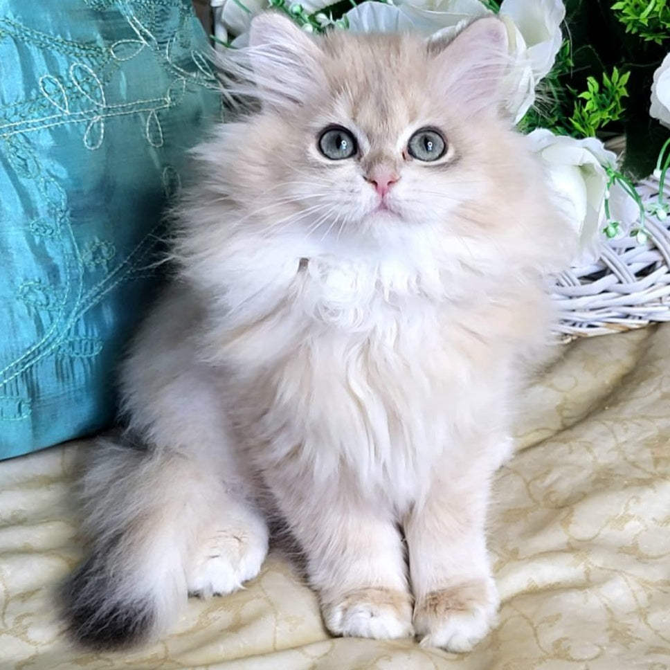 Zemfira British Longhair female, blue golden chinchilla