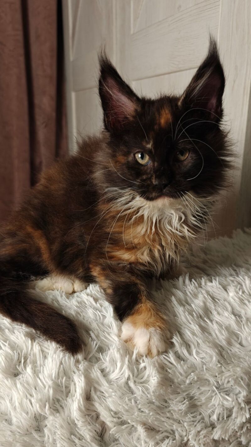 Rivera Maine Coon female black tortie bicolour live animals