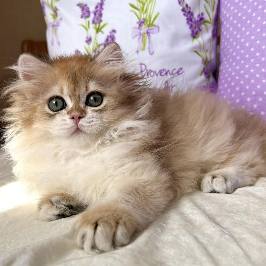 Carim British Longhair male, black golden chinchilla