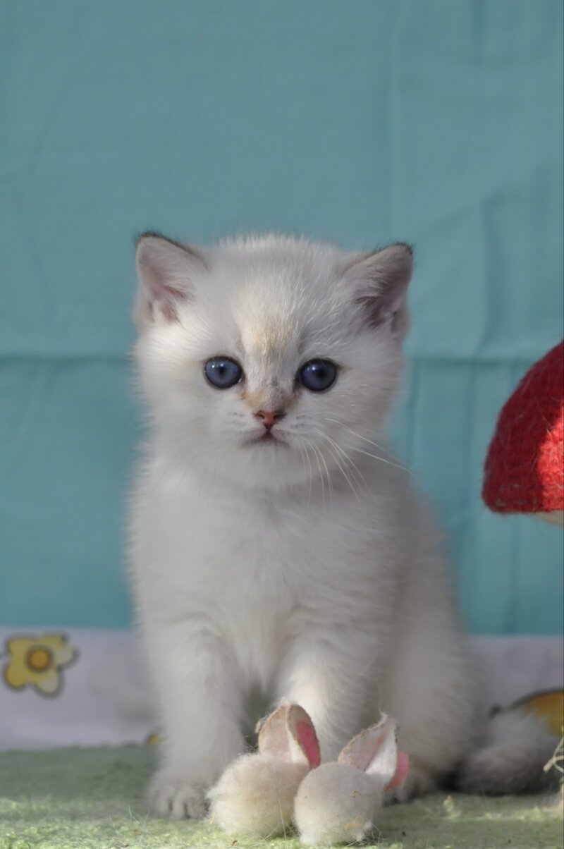 Limon British Shorthair male black golden shaded pointed - live animals