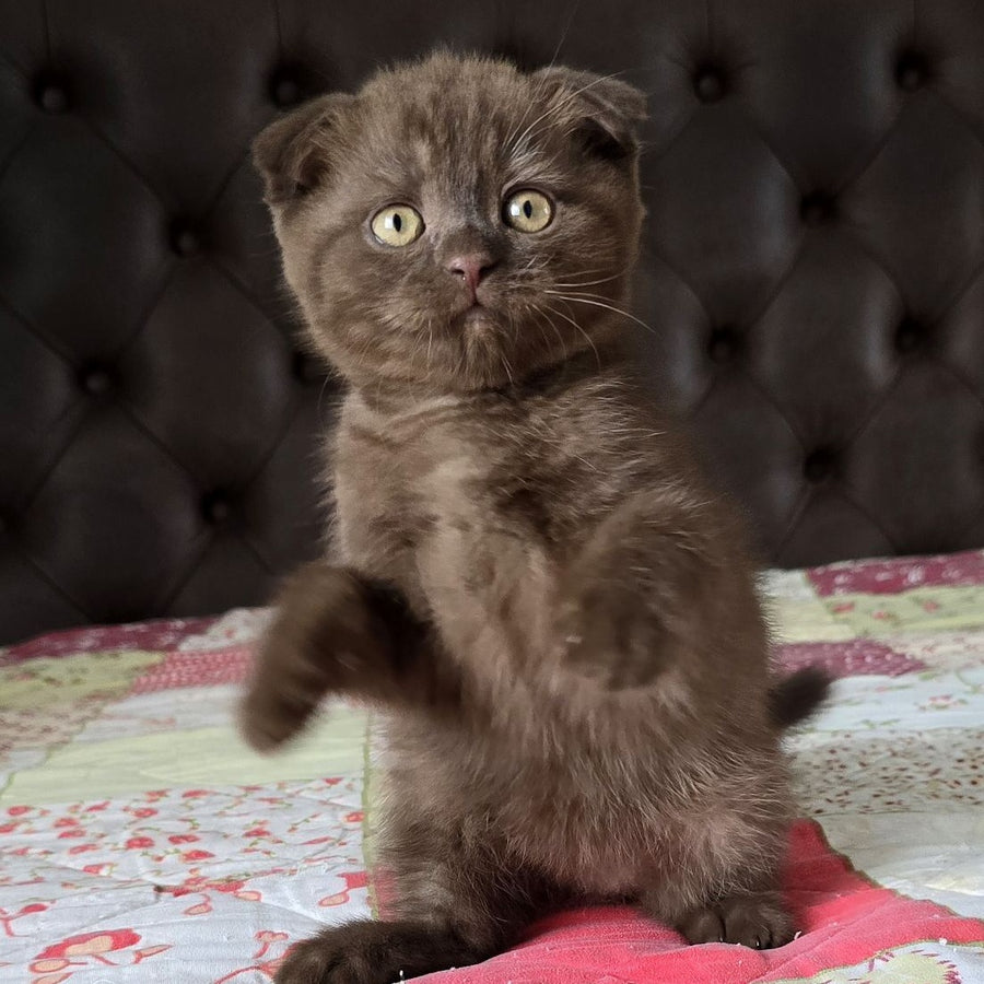 Cookie Scottish Fold male, chocolate
