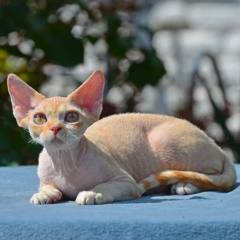Hilary Devon Rex female, red silver spotted tabby bicolour