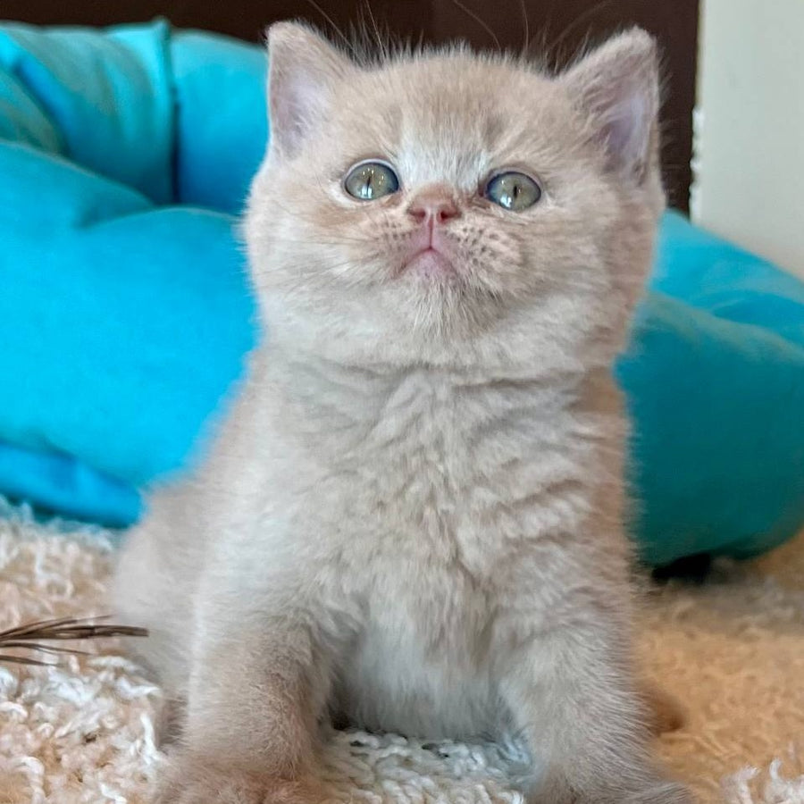 Pamela British Shorthair female, fawn
