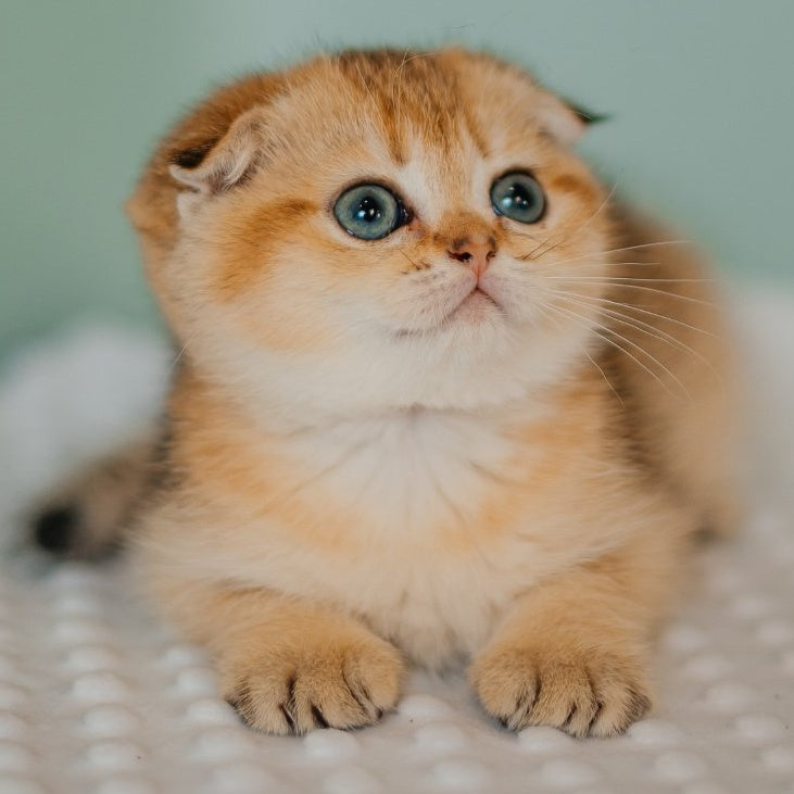 Diana Scottish Fold female, black golden ticked tabby